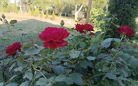 Guest House Bee