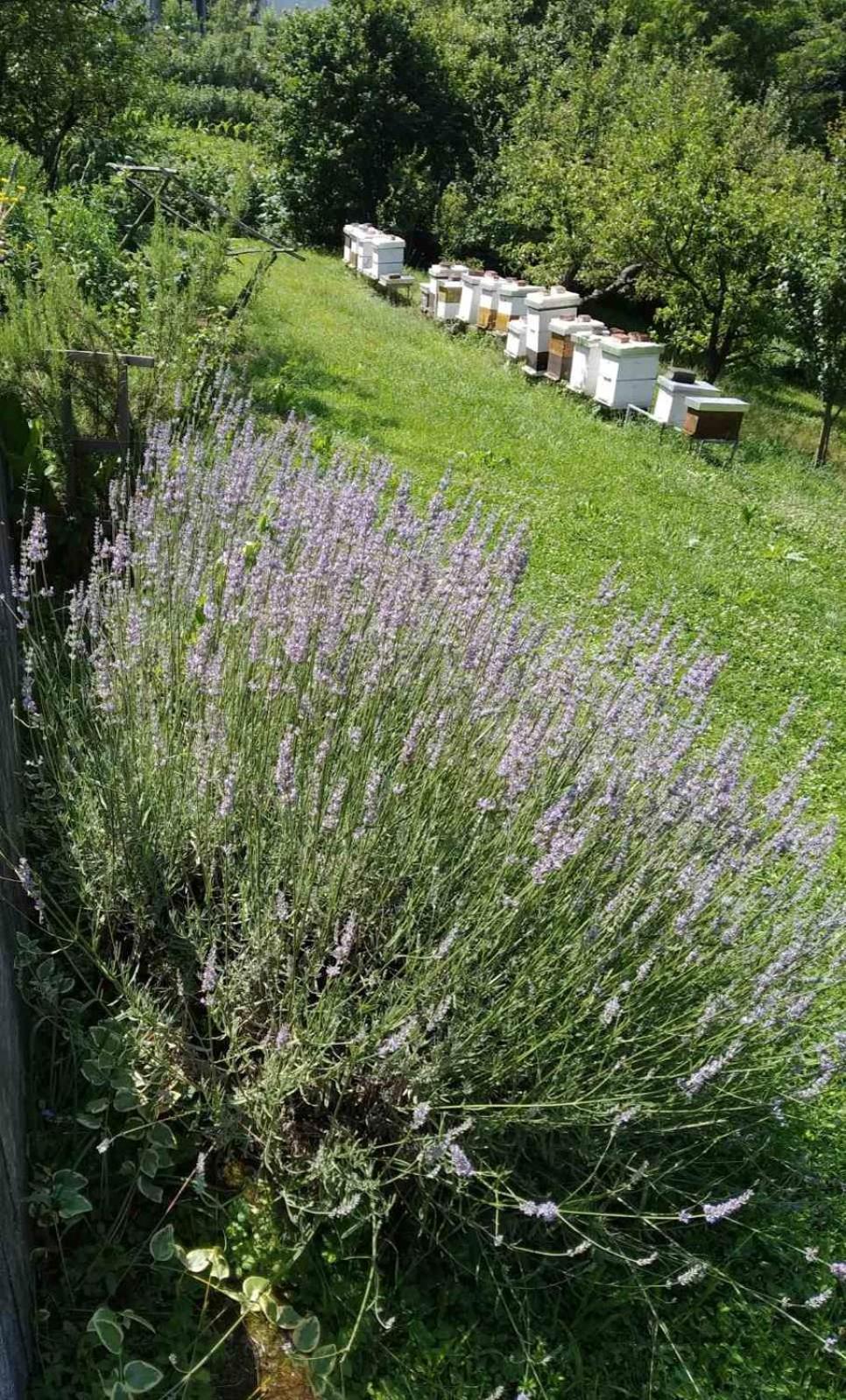 Guest House Bee Visoko Exterior foto